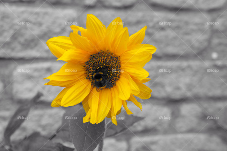 yellow summer sunflower bee by jrdrmc