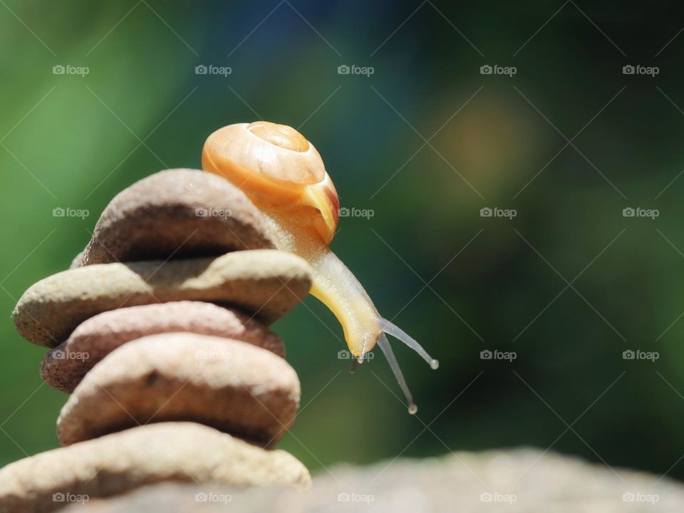 Snail on stacked pebbles