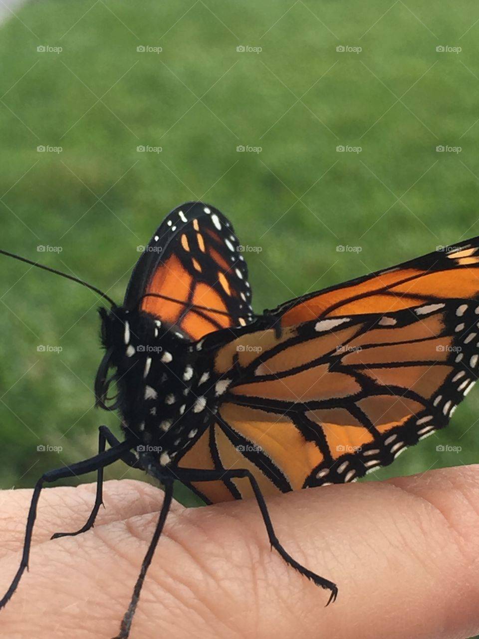 Beautiful monarch butterfly 