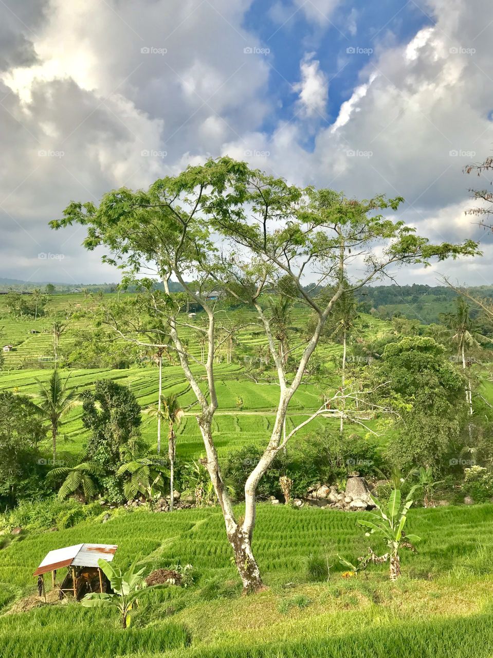 Rice paddies, tree and clouds. UNESCO Rice Fields, Bali Indonesia 