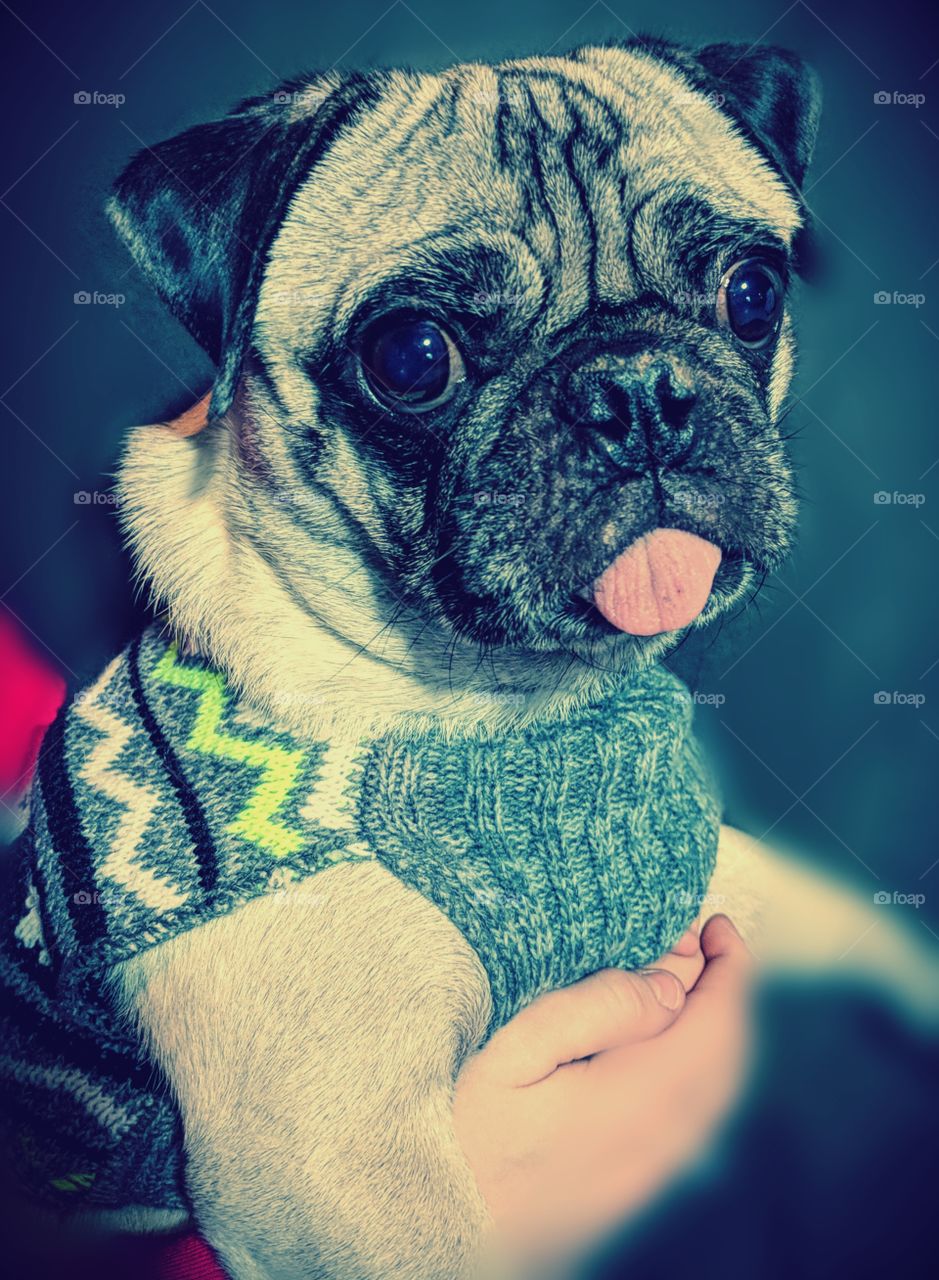 Pug in a sweater