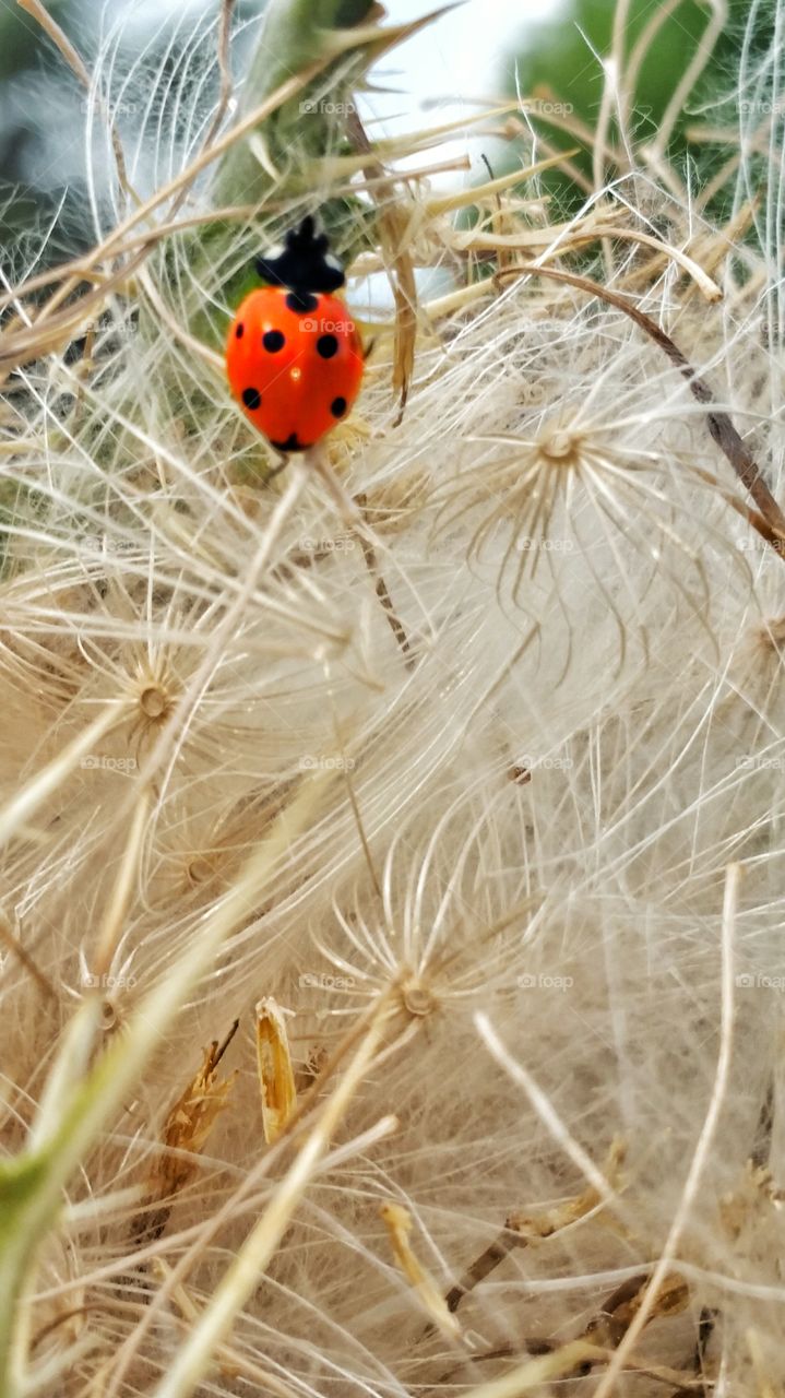 lady bug on fluffy thistle flower