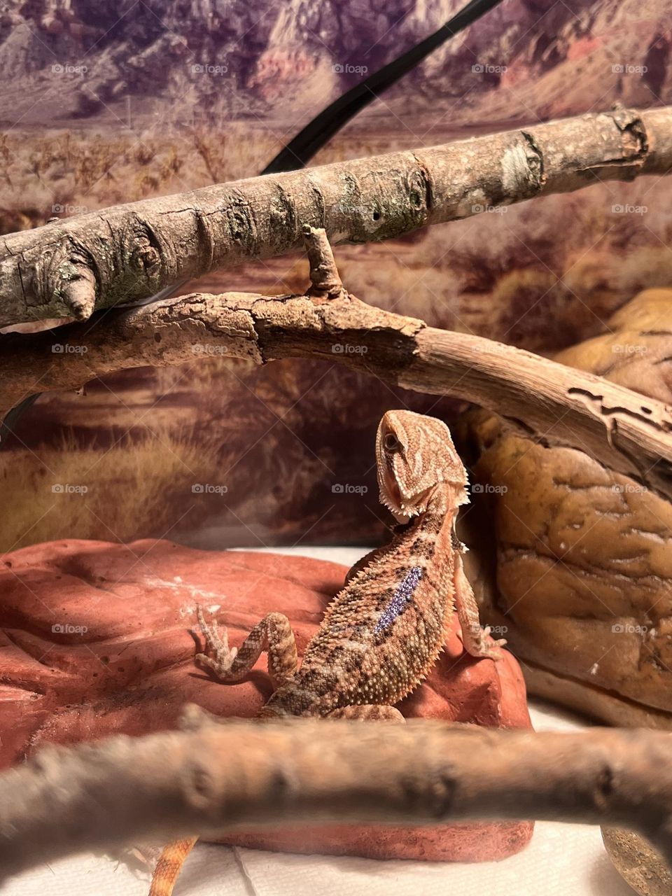 Baby bearded dragon