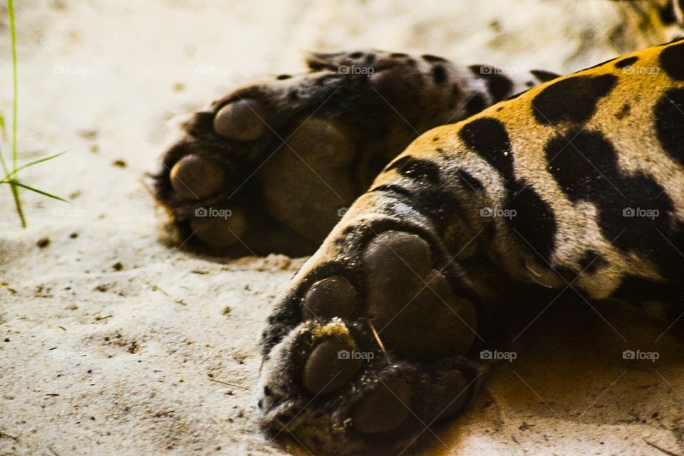Jaguar paws