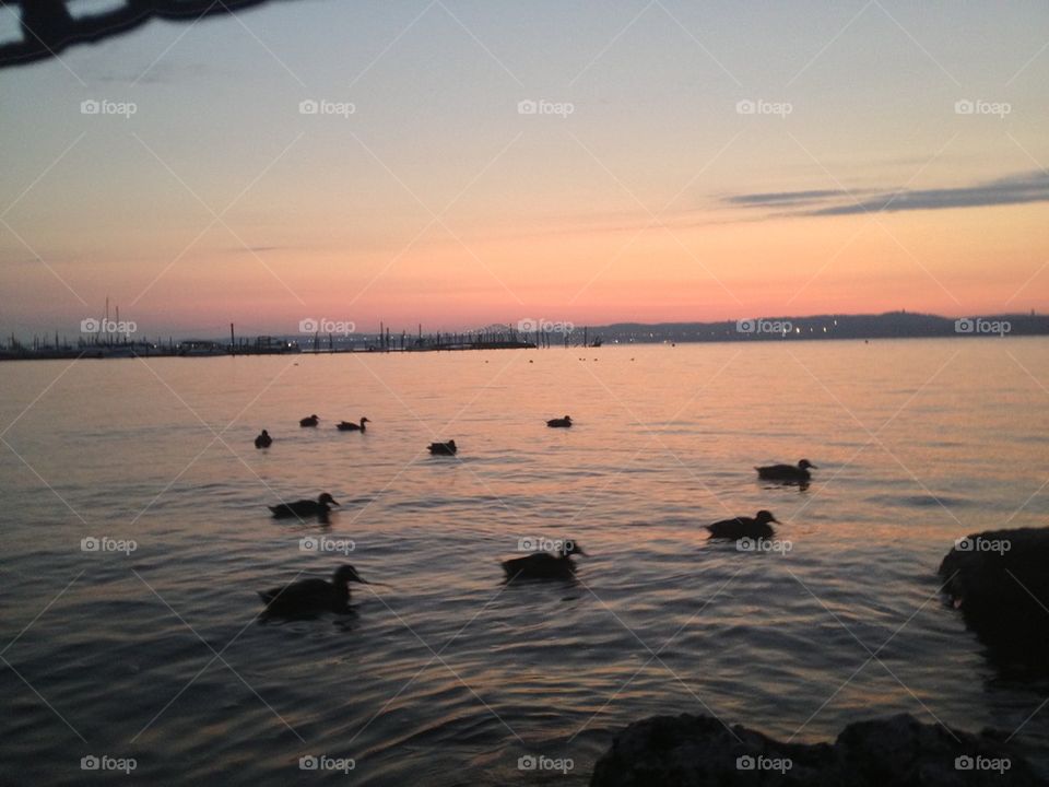 Sunrise with the ducks