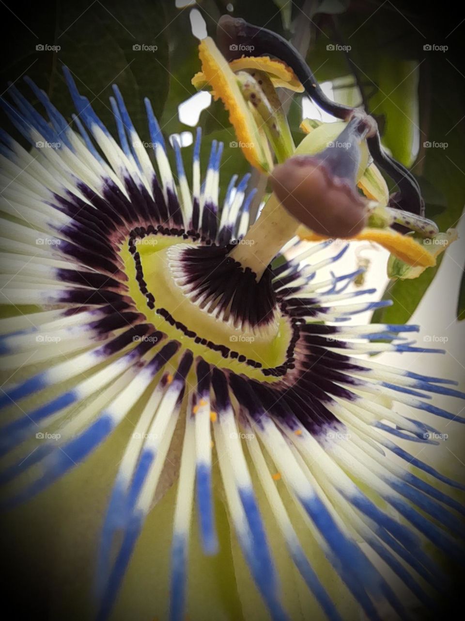 photos macro de fleurs et plantes