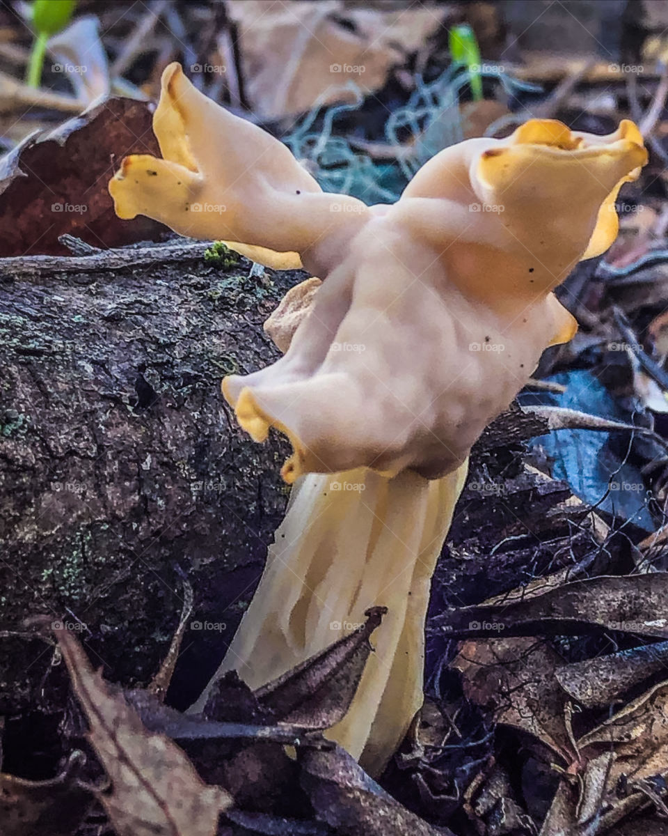 Mushroom - Helvellaceae growing in the leaf litter, shaped like a deer with antlers