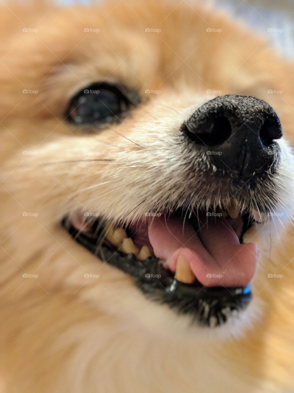 cute Pomeranian up close