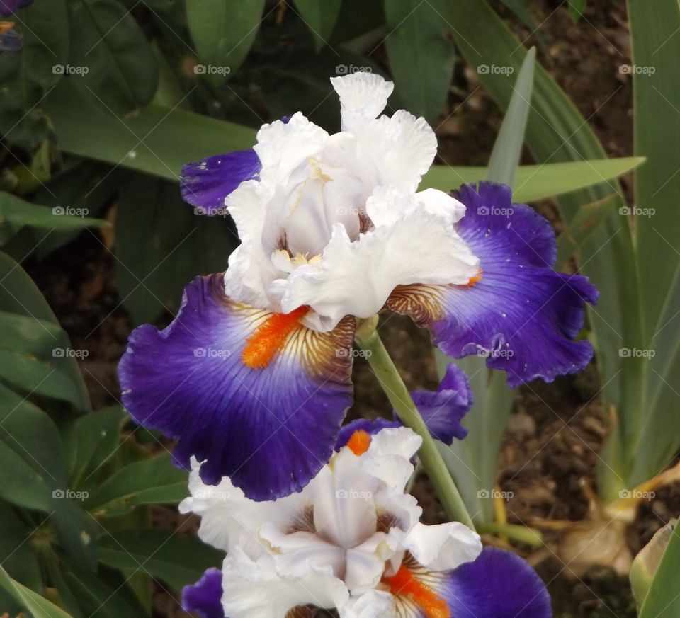 Purple Iris 