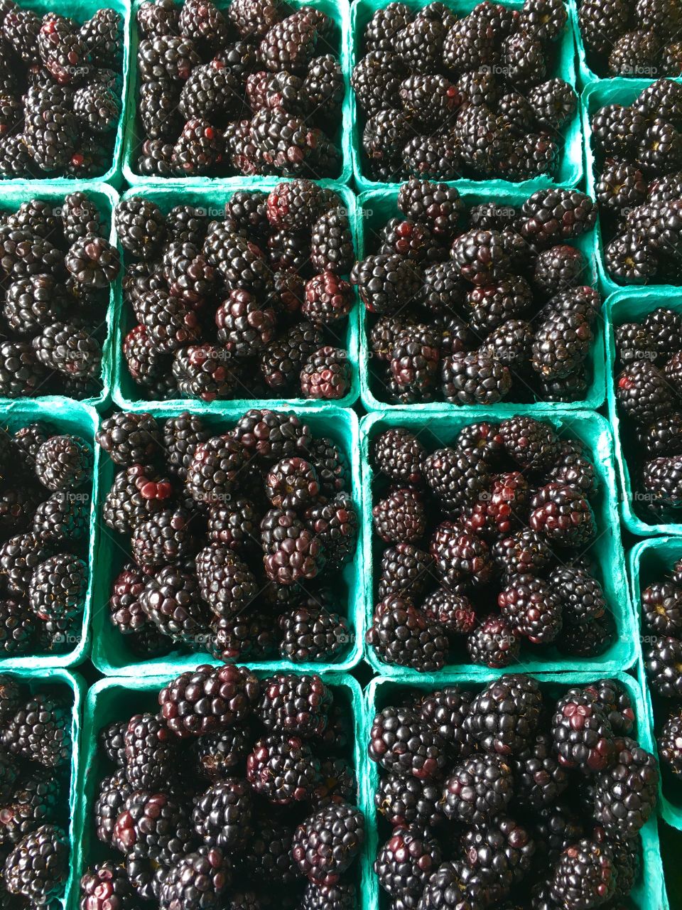 Fresh Blackberries 