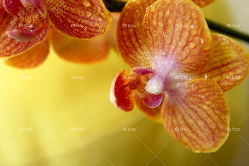 Orange orchid 