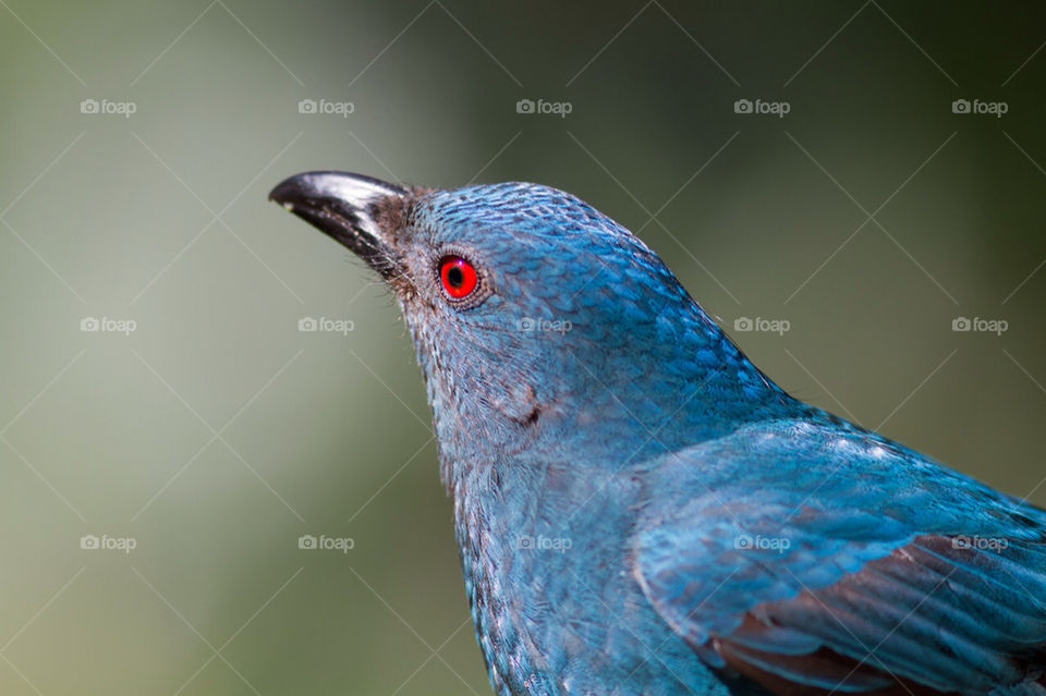 blue red eye bird by skeenan