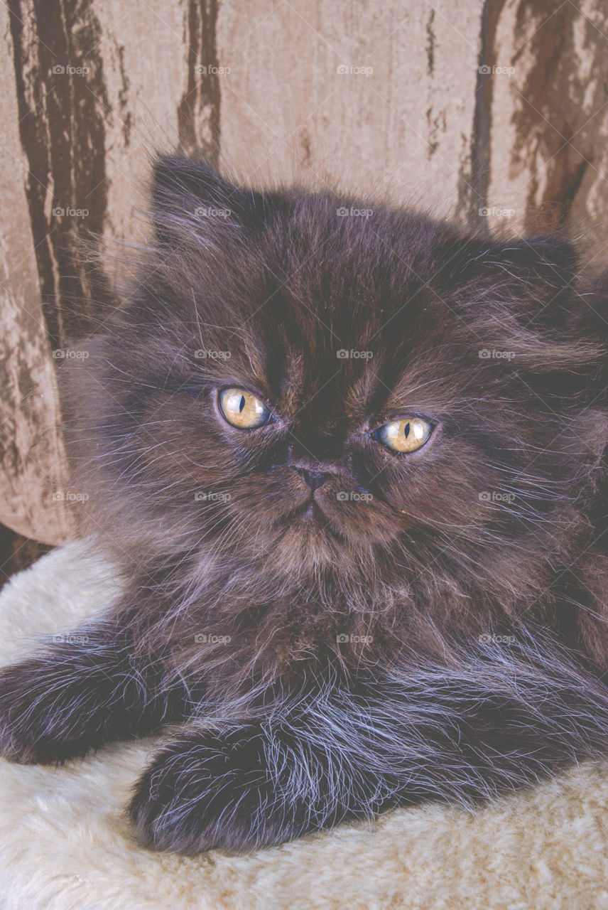 Black Persian Kitten with Gold Eyes