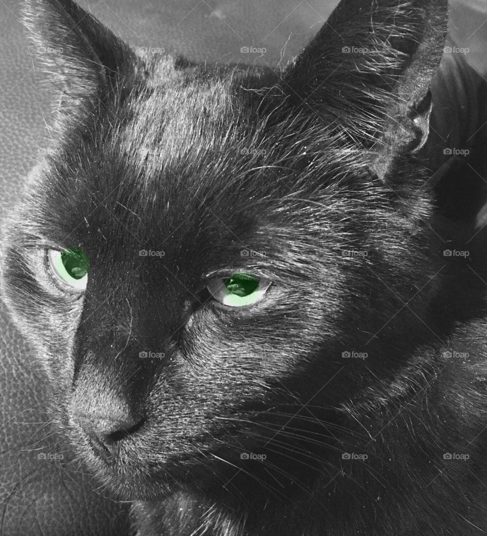 Black Cat Face With Green Eyes