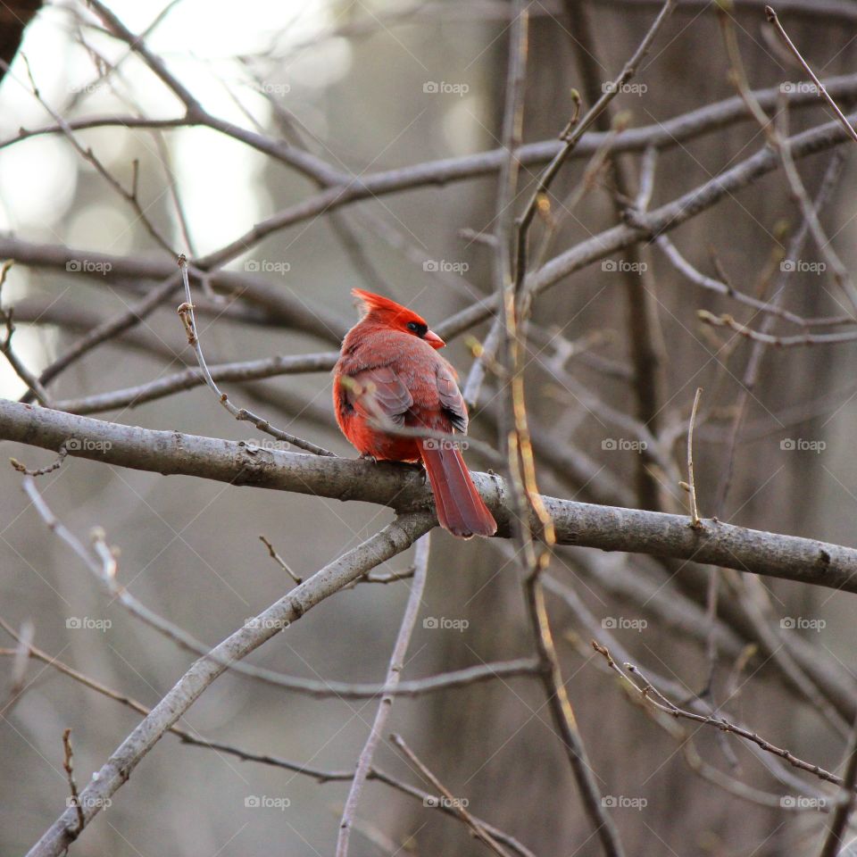 Perched 