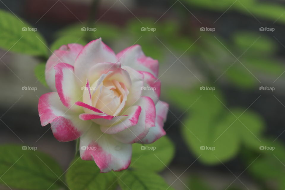 two tone rose flower