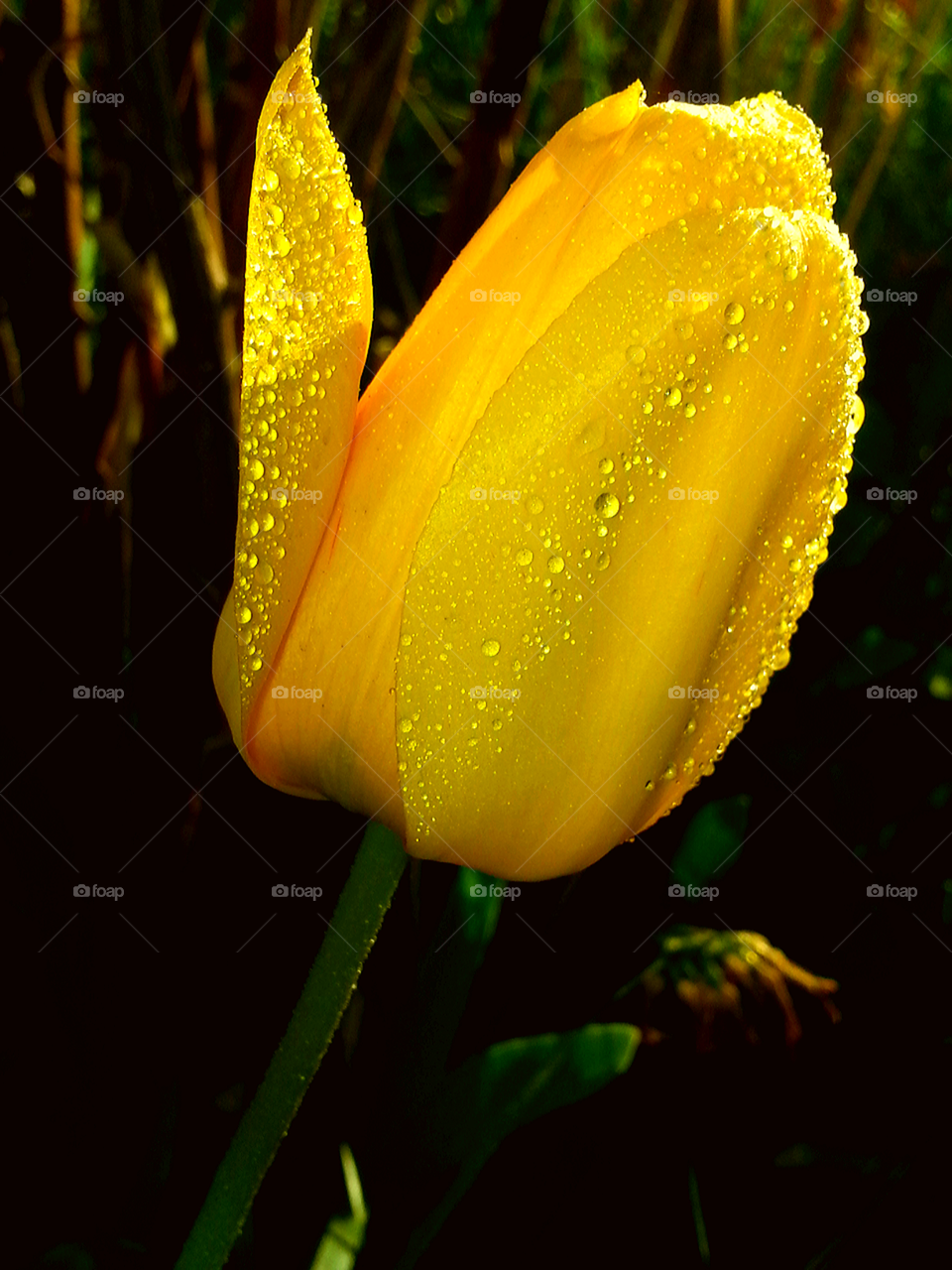 Yellow Tulip. a picture taken in my garden of this beautiful yellow tulip on a Colorado spring morning