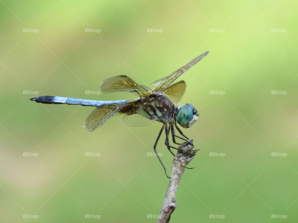 blue dragonfly