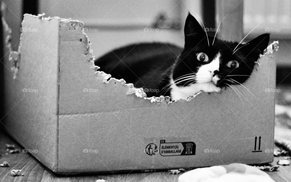 Cat in a cardboard box