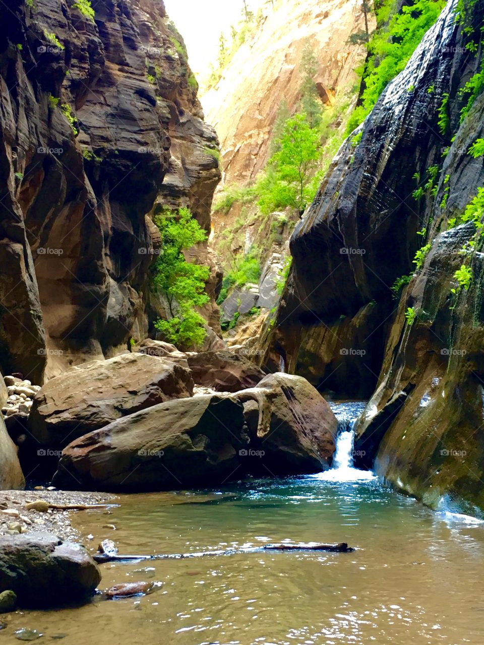 Early morning hike in the Narrows at Zion’s National Park, Utah