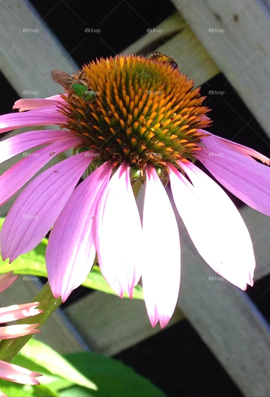 Pink Coneflower with insect.