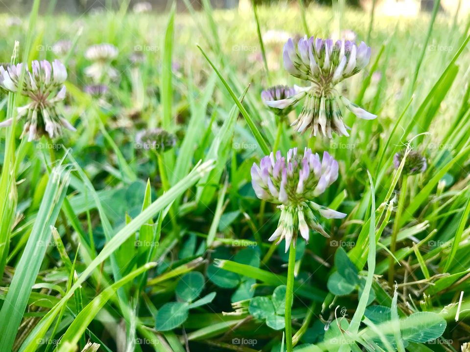 Clover flowers 