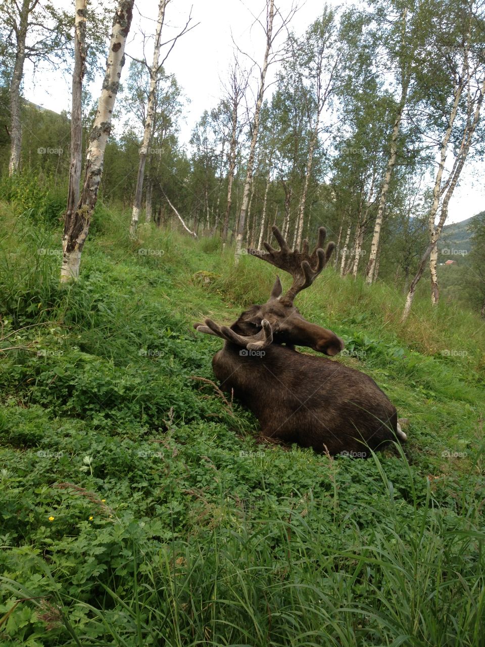 King of the forest. 
North Norway. 