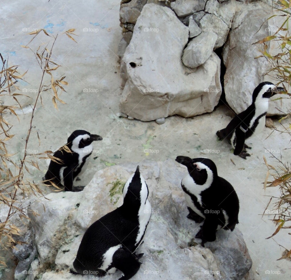 Penguins on Ice Habitat 