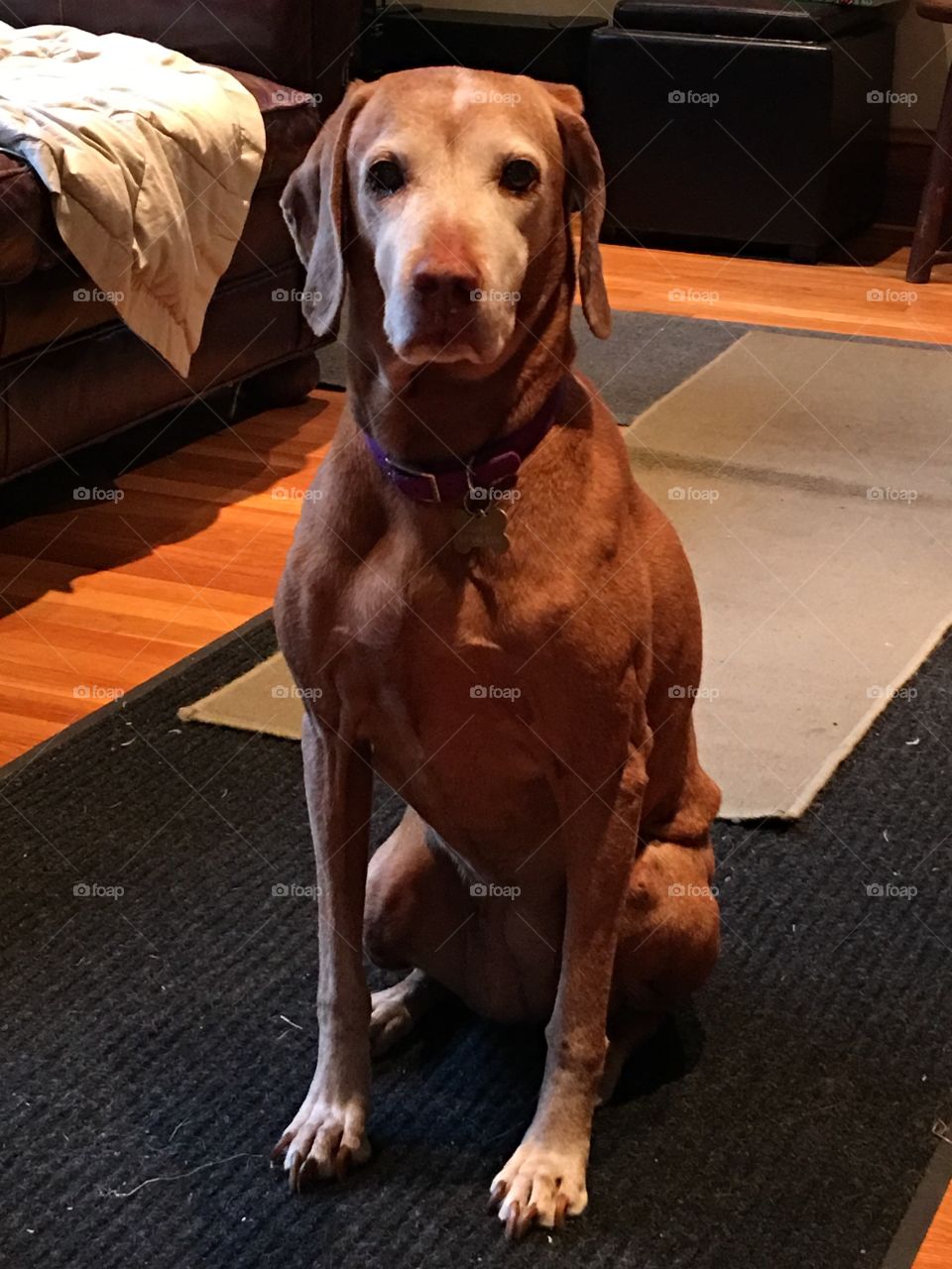 Older Vizsla breed of purebred dog, pointer.