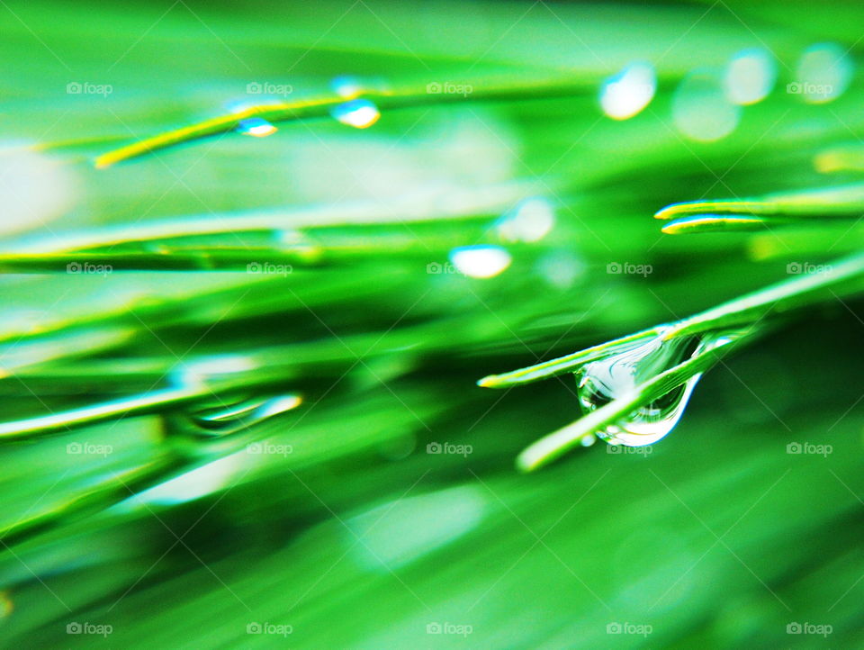 Pine tree bark drops rain macro green 