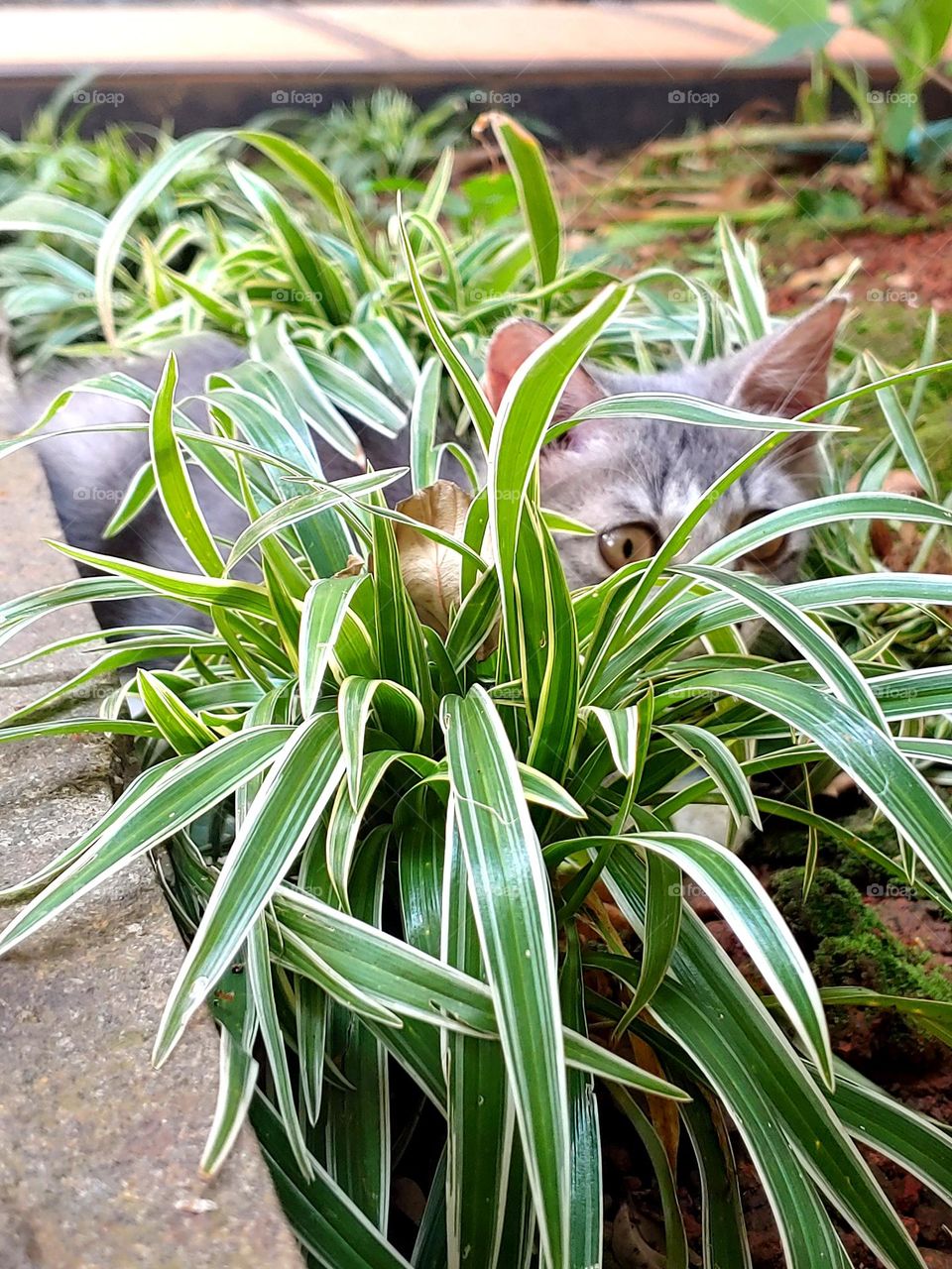 Juno plas hide & seek