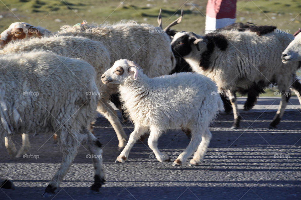 Smiling sheep