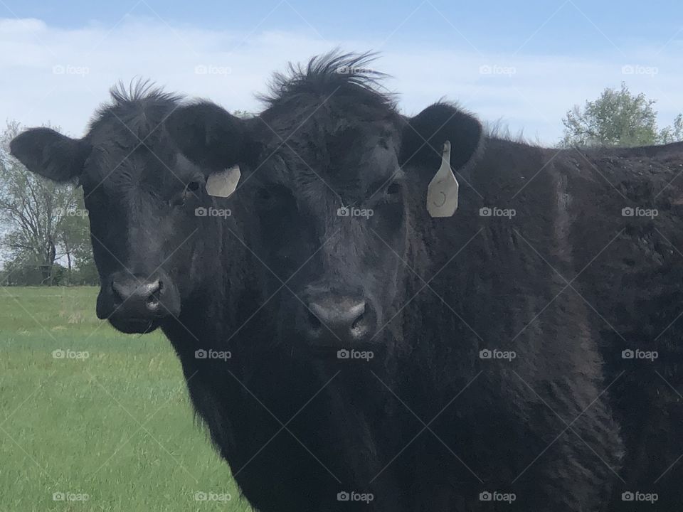 Two cows looking