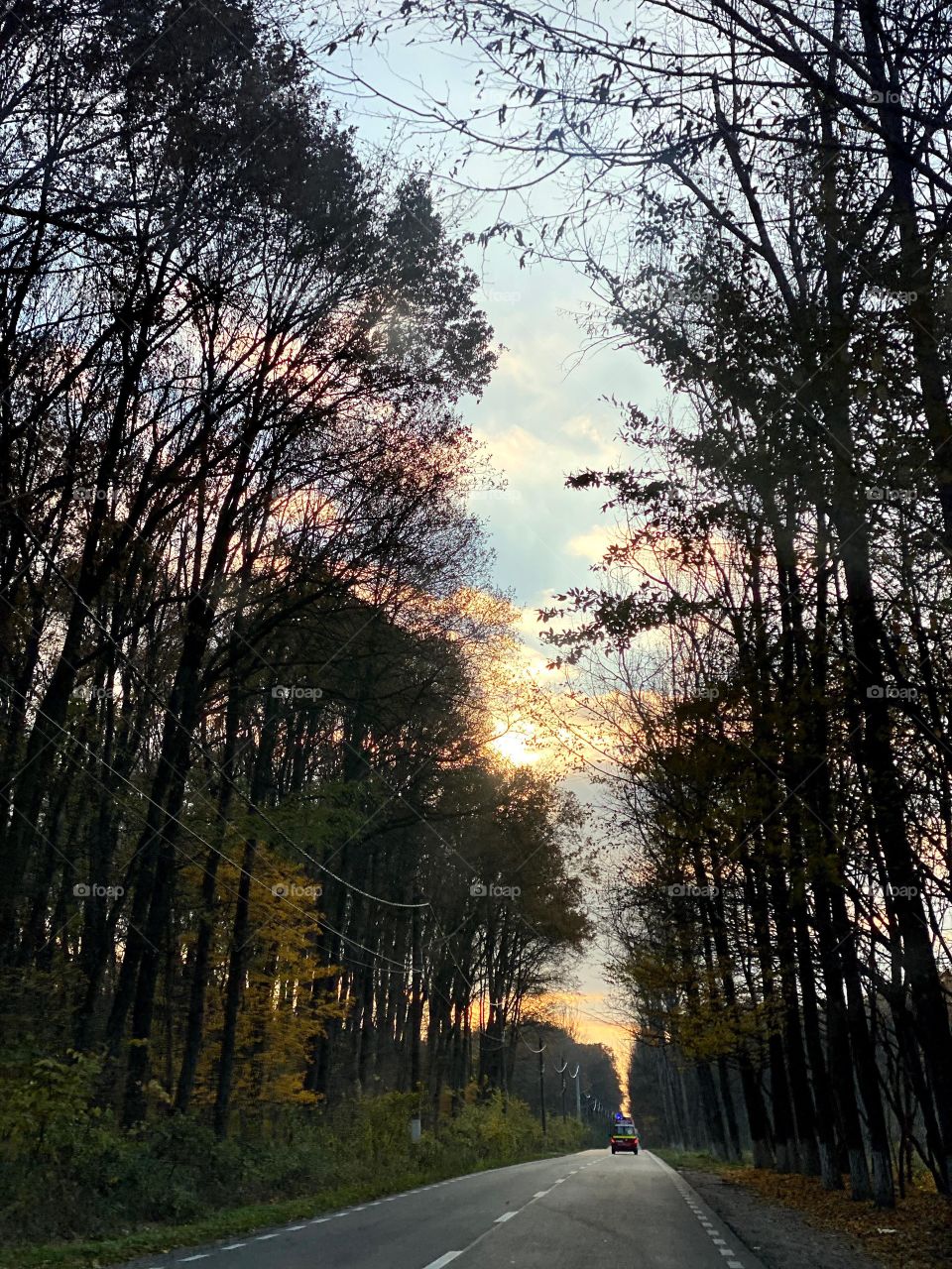 A sky hidden between trees