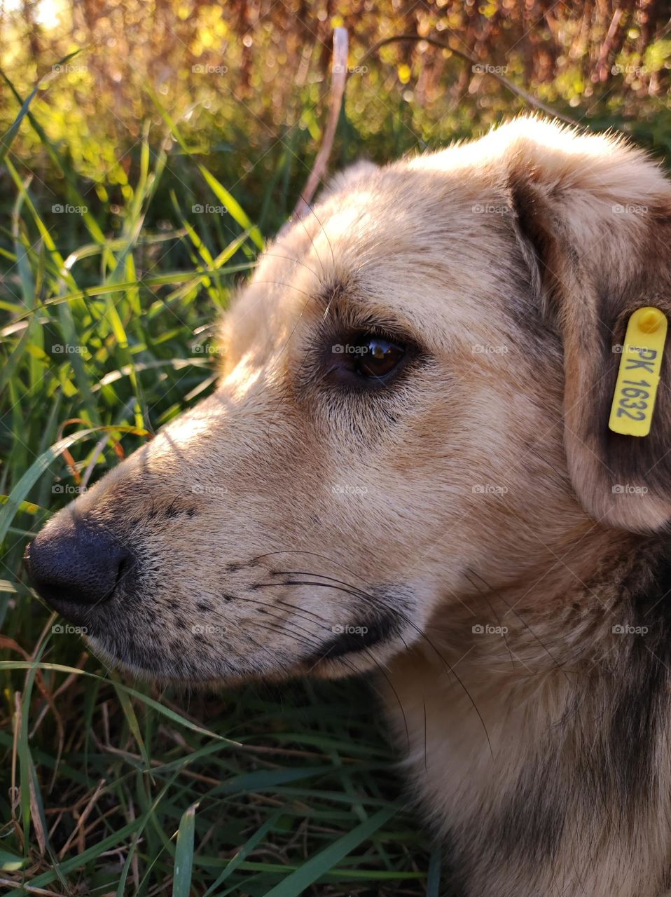 A photo of a cute dog with beautiful fur laying in the grass outside in the summer in a bulgarian village