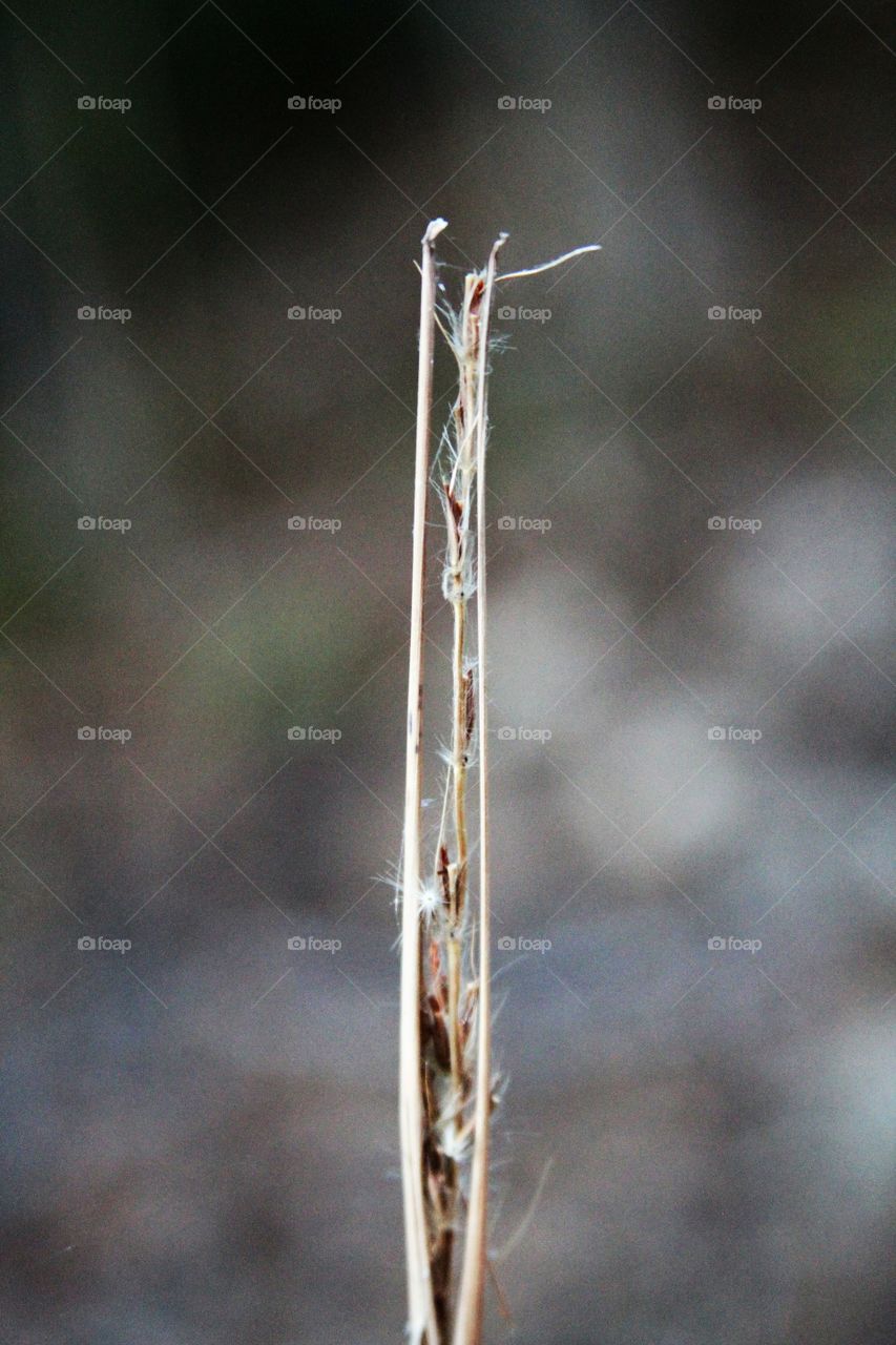 plant... dried with seeds.