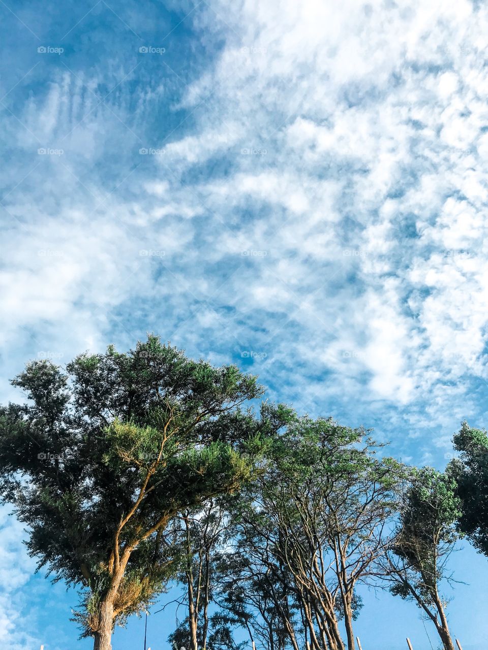 Nature, Tree, Landscape, Sky, No Person