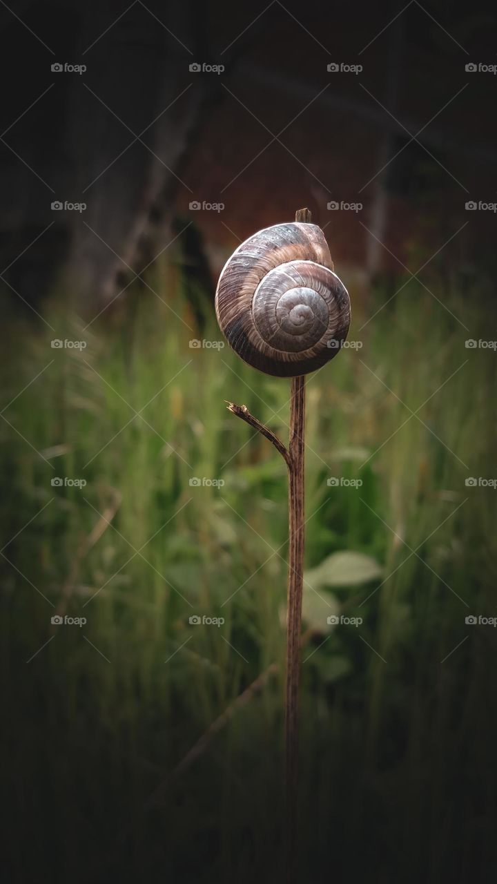 snail