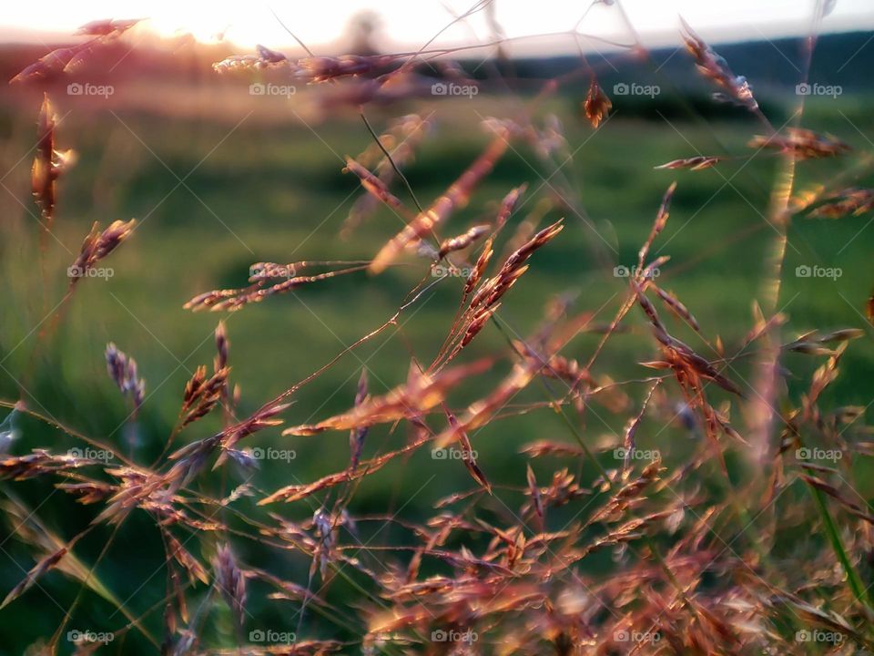 Natural grass texture at sunset on a meadow.