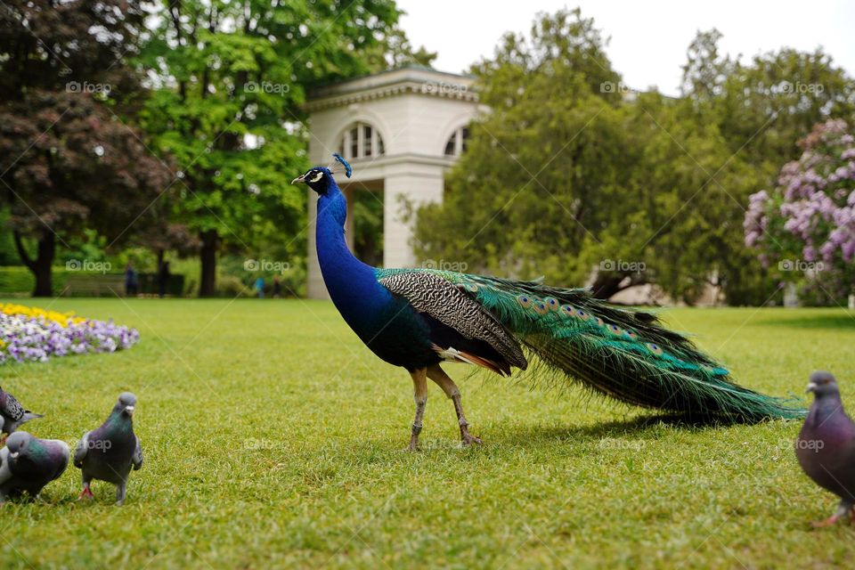 Peacock in the city garden