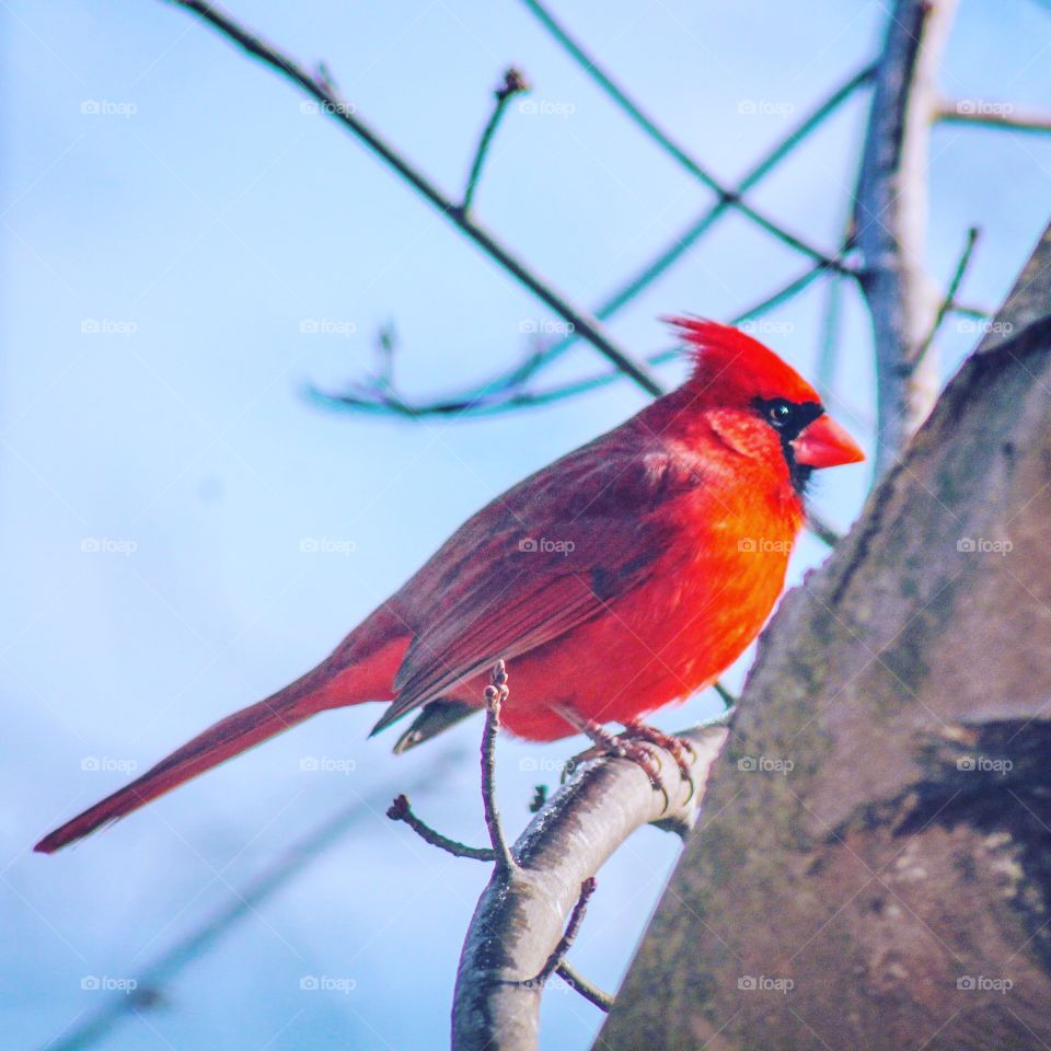 Cardinal