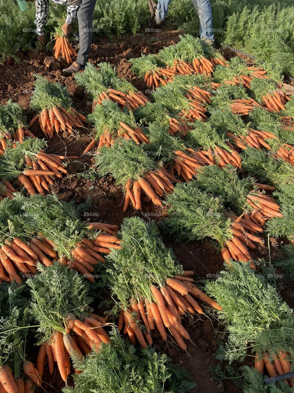 carrot crop