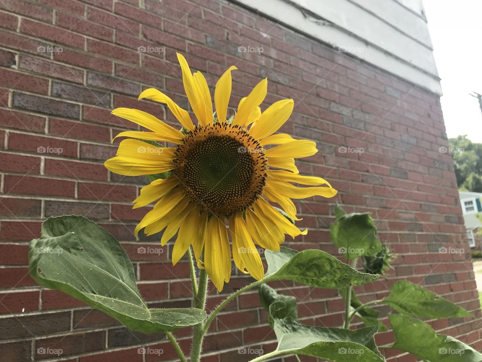 Sunflower 