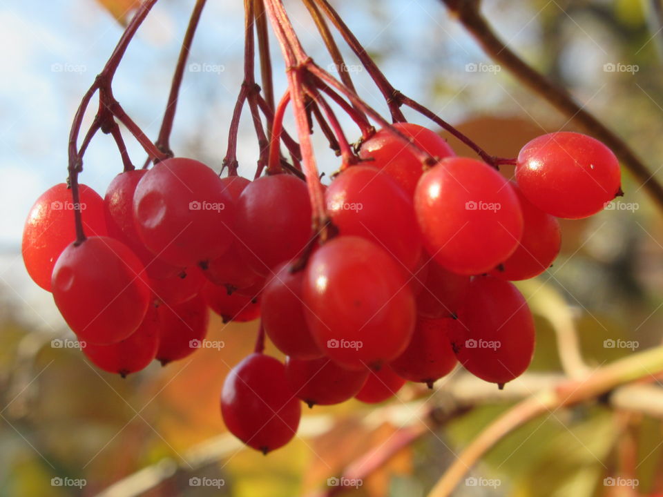 viburnum - red berries in the garden