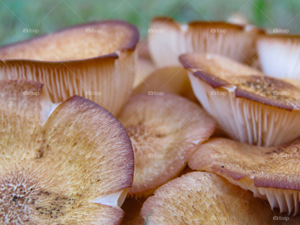 Honey mushroom