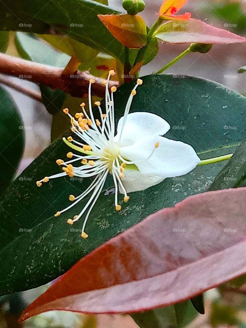 A delicate pitanga flower