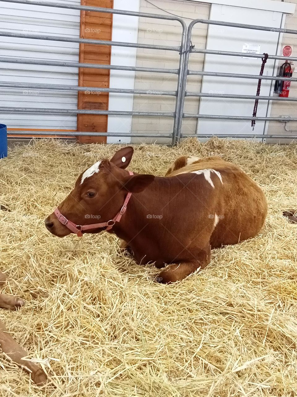 who let the cows out