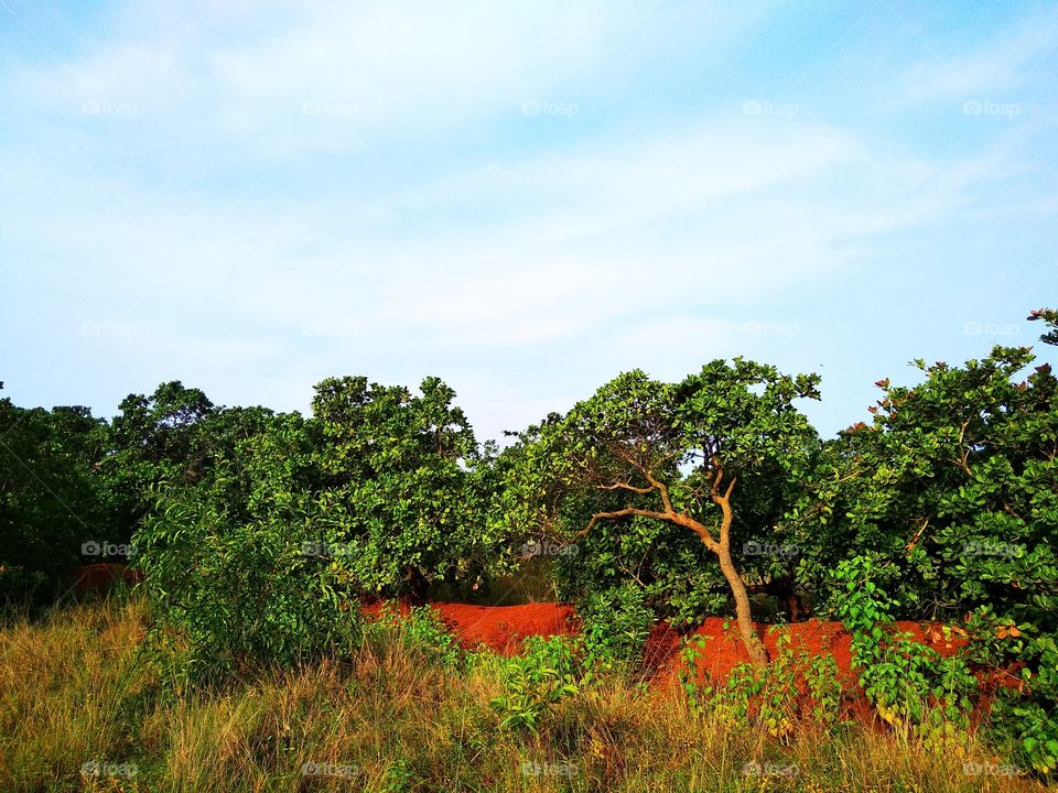 Forest of Cashew nut