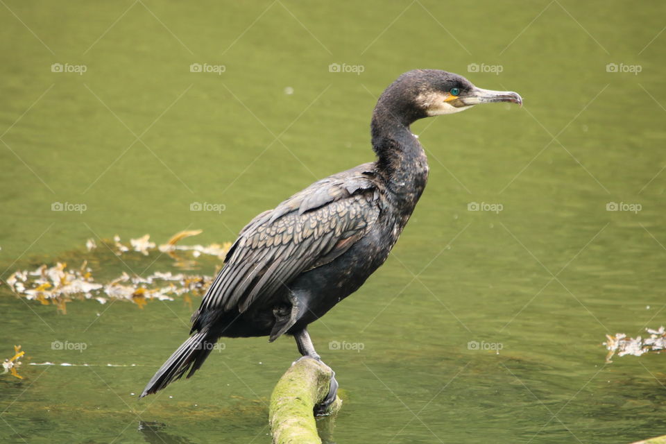 cormorant