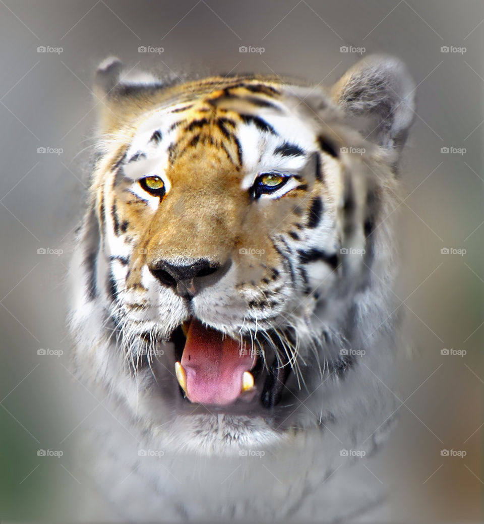 tiger eyes friendly big cat by landon